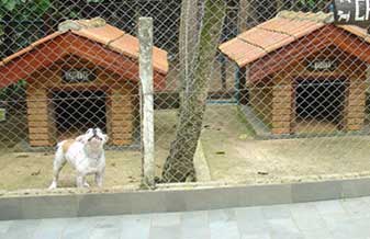 Amicão Pet Shop - Foto 1