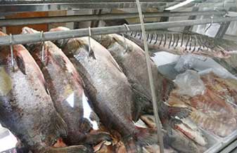 Peixe Vivo - Foto 1
