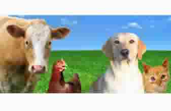JM Produtos Veterinários - Foto 1